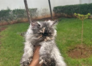 chaton persan