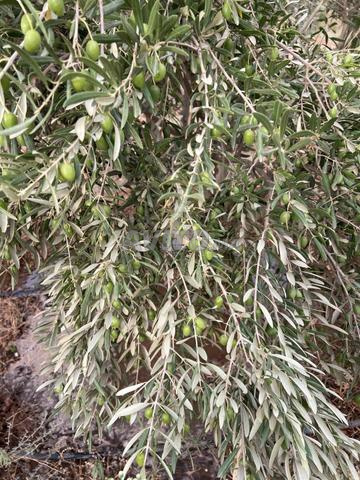 Récolte olive sur pied - 1000 arbres - 2