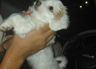 كلب للبيع - مزيج بين كوكوني وبيشون