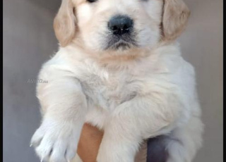 golden retriever chiot