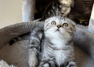 scotish folde chaton