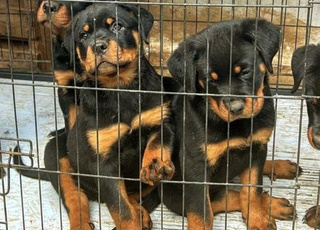 Rottweiler chien