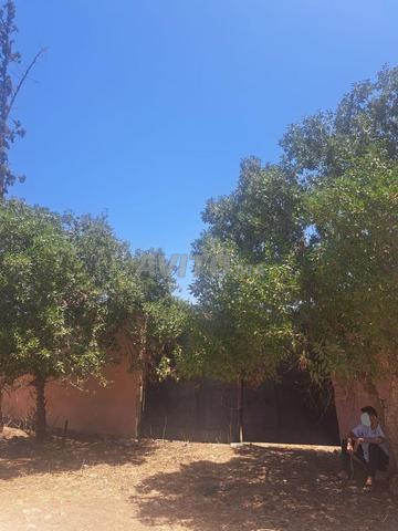 فيرمة للبيع 4 هكتارات على الشانطي مجهزة 