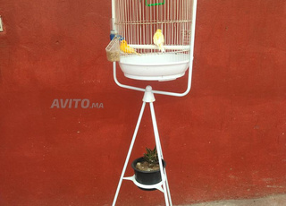 قفز فراخ بصبورة ديالو