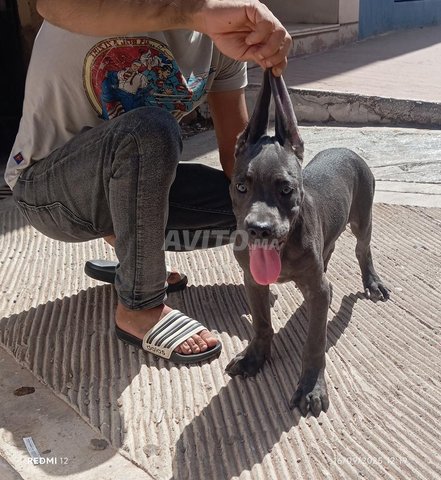 super femelle cane corso race pure 