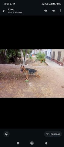 super femelle berger allemand 