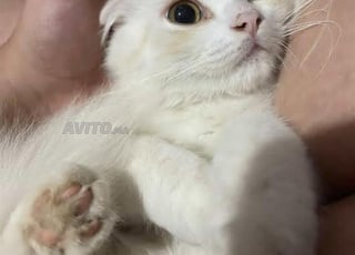 Chat Scottish Fold - Chat Scottish