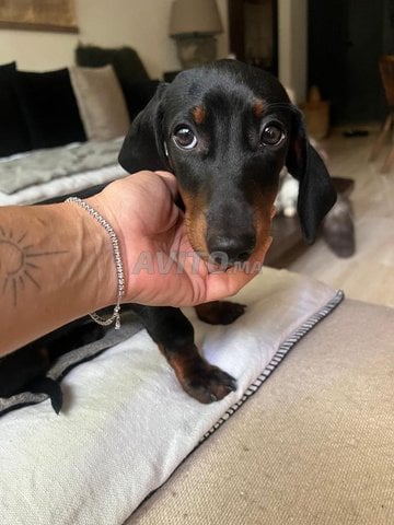 Petite femelle teckel mini noire et feu pure rac