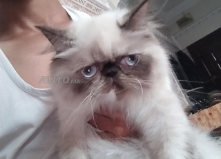 chat persan (femelle)