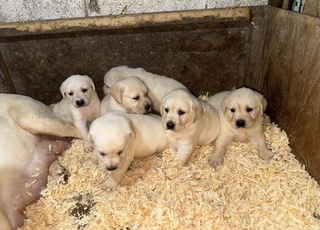 Labrador chiot