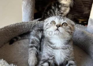 قطط سكوتش فولد