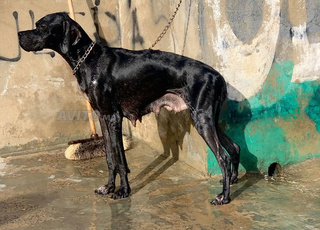 Pointer braque setter