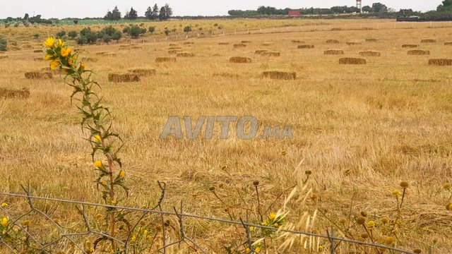 Terrain Agricole Titré à Sidi Allal El Bahraoui