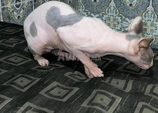 سفينكس أنثى عمرها سنتان، لعوبة وهادئة