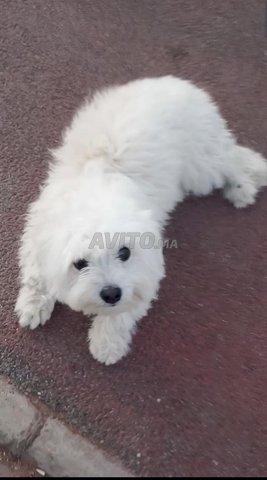 bichon maltais 