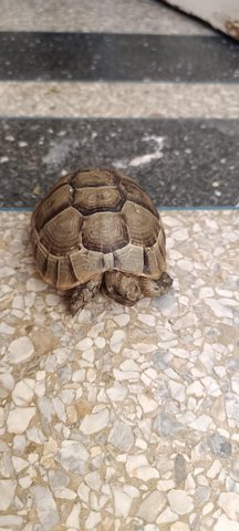 Tortue Femelle