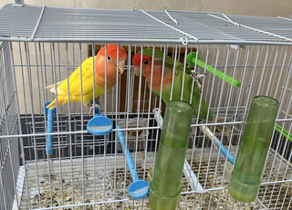 Oiseaux d'amour ou Inseparables