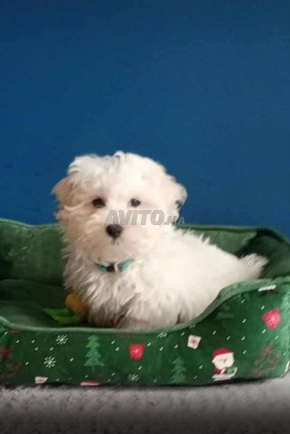 Bichon maltais 