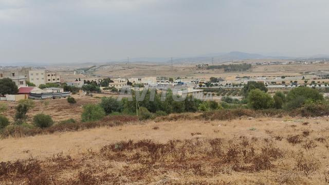 Terrain à vendre – Ain Dalia, près de Souq Larbaâ