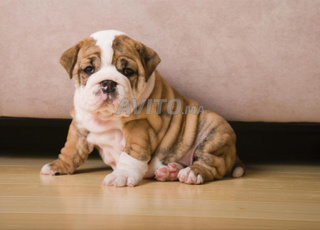 Bouledogue anglais