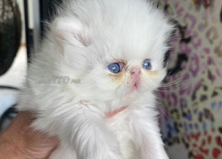 Chaton persan himalayen