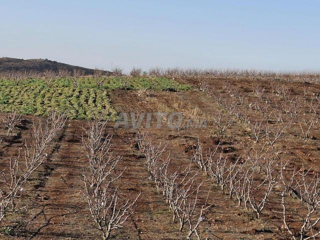 Ferme à vendre (titre) 4,6 hectares - 2