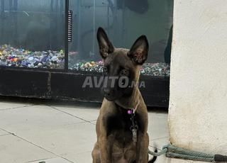 جرو مالينوا أنثى