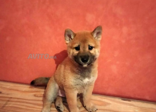 Chien de Race Shiba Inu