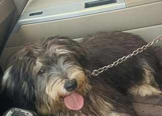 Chien caniche 6 mois