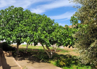 Très belle ferme de 10000 m2 titrée. Arborée. Fleurie