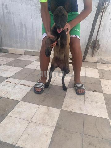 Chien de type Manilou âgé de 2 mois, presque 3 mois