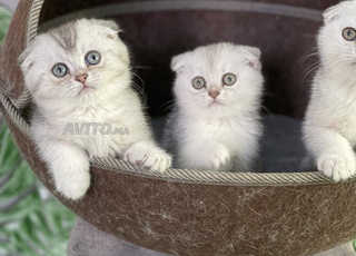 british shorthair & scottish fold/straight