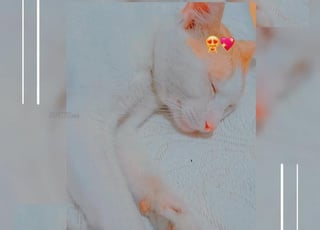 Qui veut s'occuper d'un chat de un an et huit mois