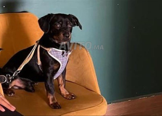 Chien à vendre à Ben Guerir