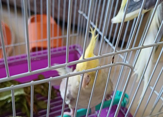 Oiseaux cockatiel