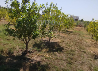 À VENDRE – Terrain agricole équipé à Ain Johra