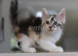 Chatons maine coon avec pedigree wcf
