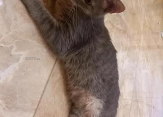 une chatte à adopter