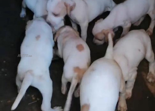 جراء الصيد من نوع بوينتر