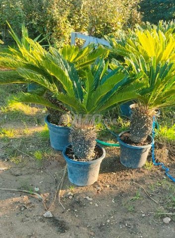 Pépinière Green Nouala – Aménagement paysager