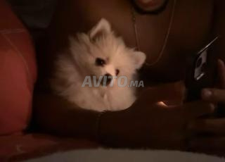 سبتس نين أنثى (3 أشهر)