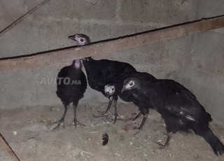 Poussins de dinde et femelles disponibles à la vente