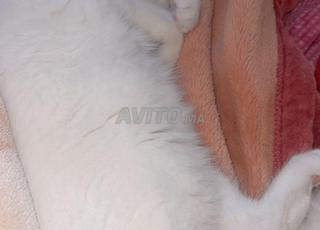 Chat pour ceux qui en veulent