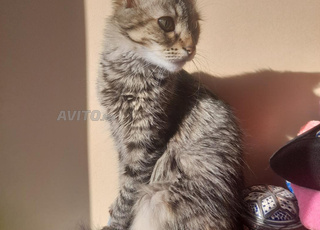 Chat domestique à adopter gratuitement