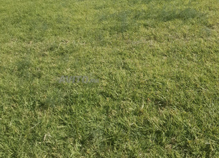 Ferme irriguée à louer près de Casablanca