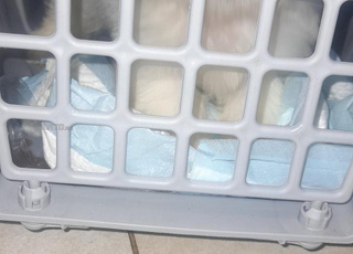 Bichons maltais 2 mois