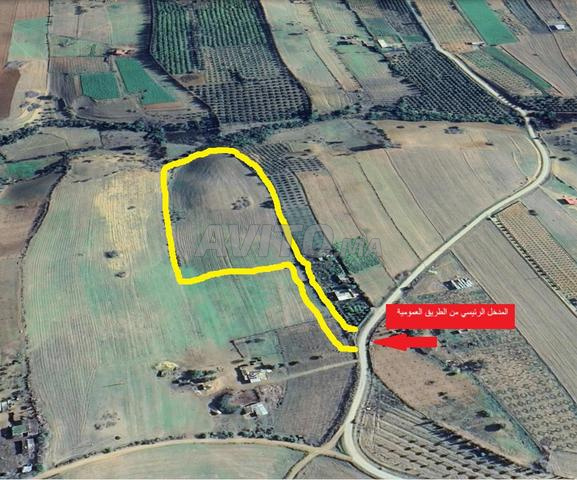 أرض فلاحية للبيع تيفلت سيدي عبد الرزاق الخزازنة - 2