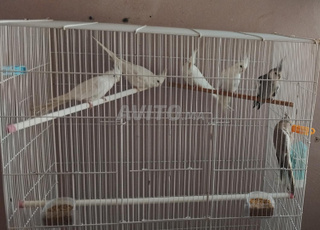 5 cages de calopsittes plus oiseaux