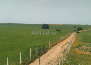Deux terrains agricoles à vendre à Khémisset
