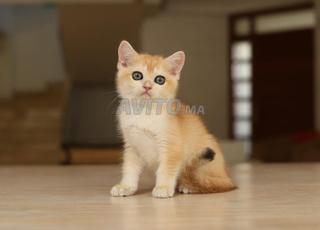 سلالة سكوتش